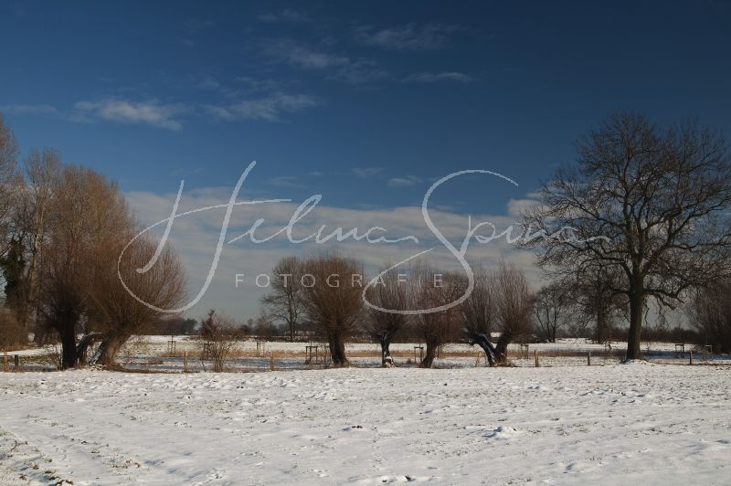 Preview Kopfweiden-Winter.jpg